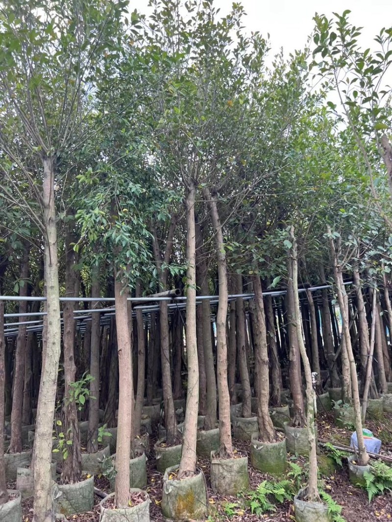 5-30小叶榕，各规格大量出售，支持视频看货，欢迎来电