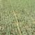 【推荐】玉米苗保质保量专业育苗诚信经营可视频看货