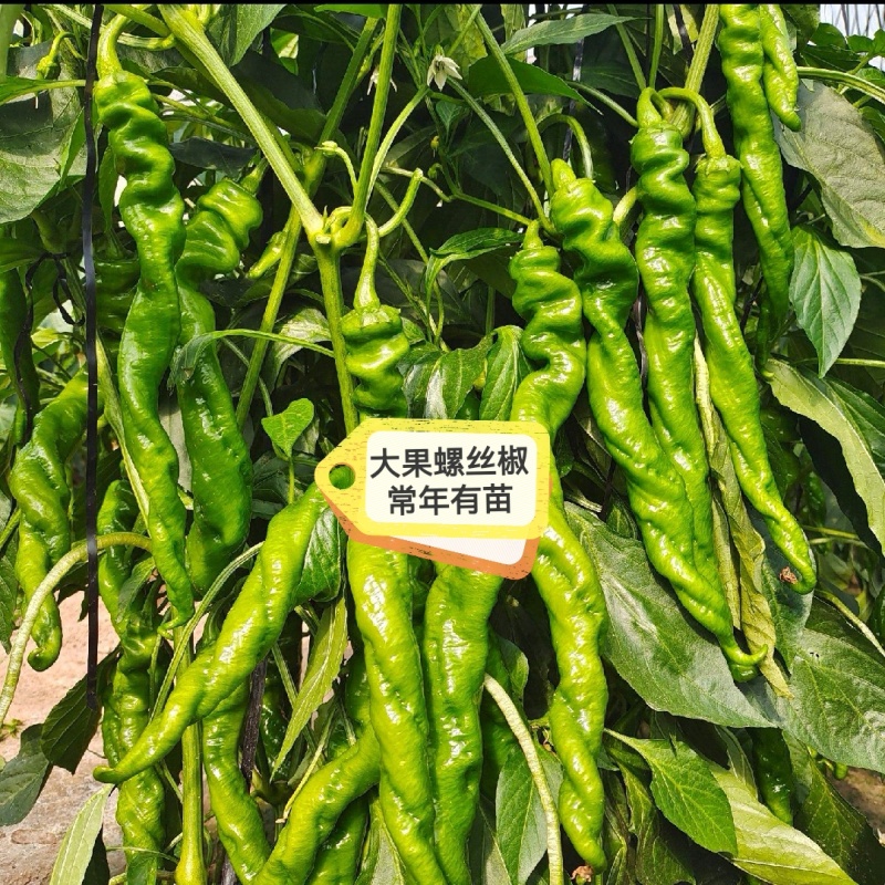 薄皮椒苗辣椒苗尖椒螺丝椒线椒苗产量高品质好抗病强