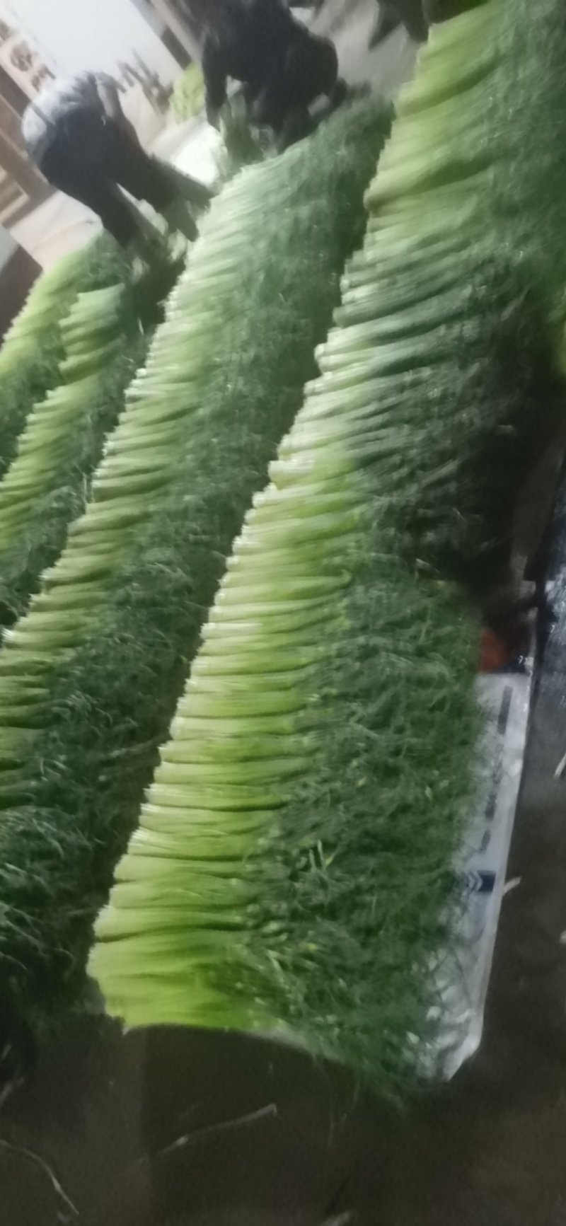 白冒蒜苔