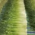 白冒蒜苔