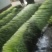 白冒蒜苔