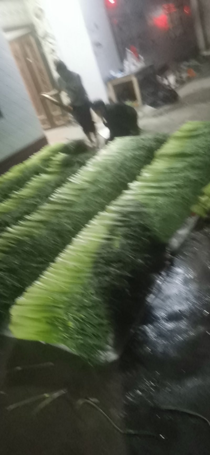 白冒蒜苔