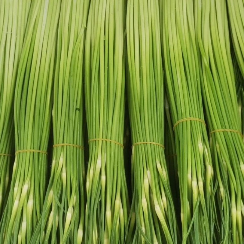 白冒蒜苔