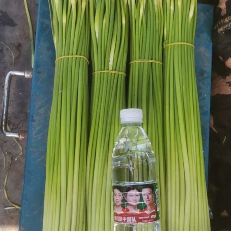 白冒蒜苔