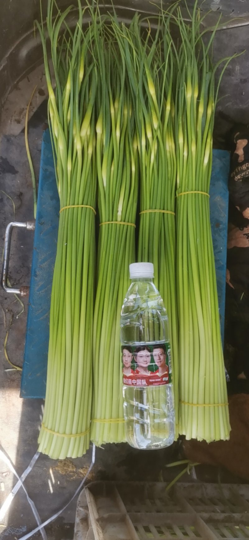 白冒蒜苔