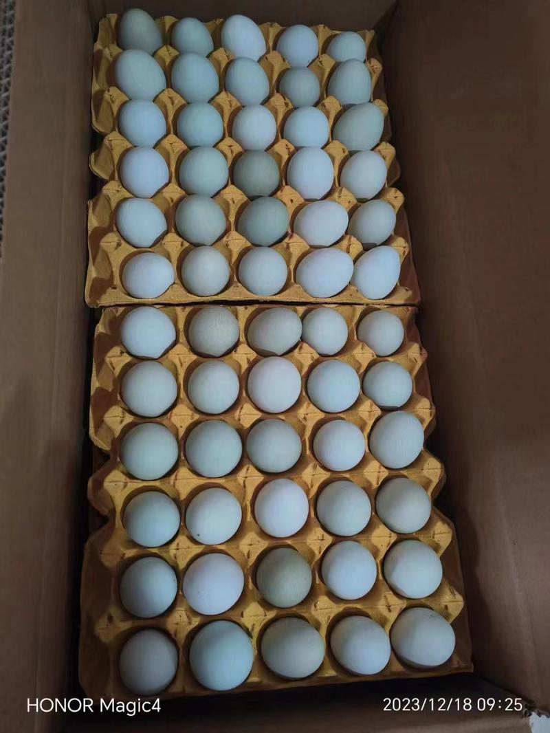 湖北武汉绿壳鸡蛋农家草鸡蛋全年供货欢迎咨询