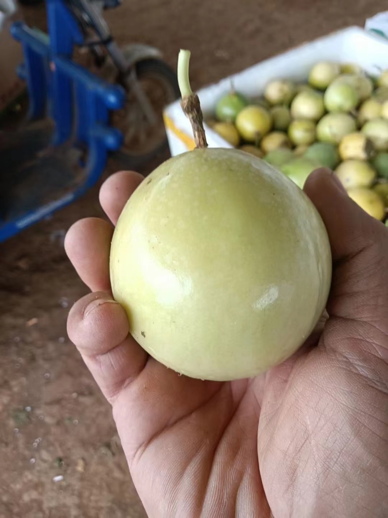 广东湛江百香果-钦蜜9号百香果产地直发支持视频看货