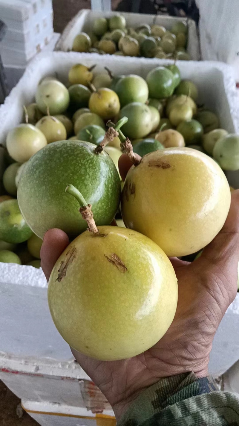 广东湛江百香果-钦蜜9号百香果产地直发支持视频看货