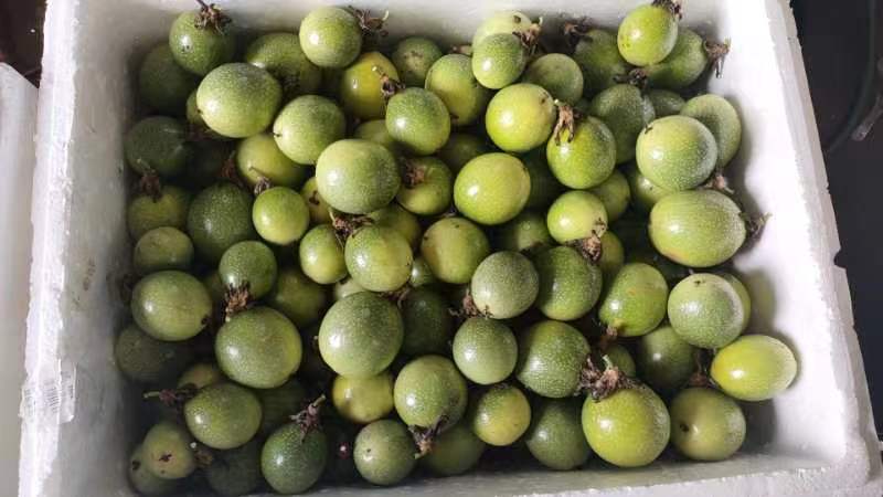 现代超市冷柜中陈列的精品包装钦蜜9号百香果,透明礼盒装,每盒6枚,贴有地理标志认证标签和二维码溯源信息,旁边配有电子价签显示‘¥32.8/斤’,背景为年轻消费者正在选购 钦蜜9号百香果市场销售场景图