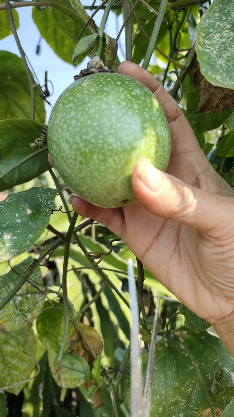 广东湛江百香果-钦蜜9号百香果产地直发支持视频看货