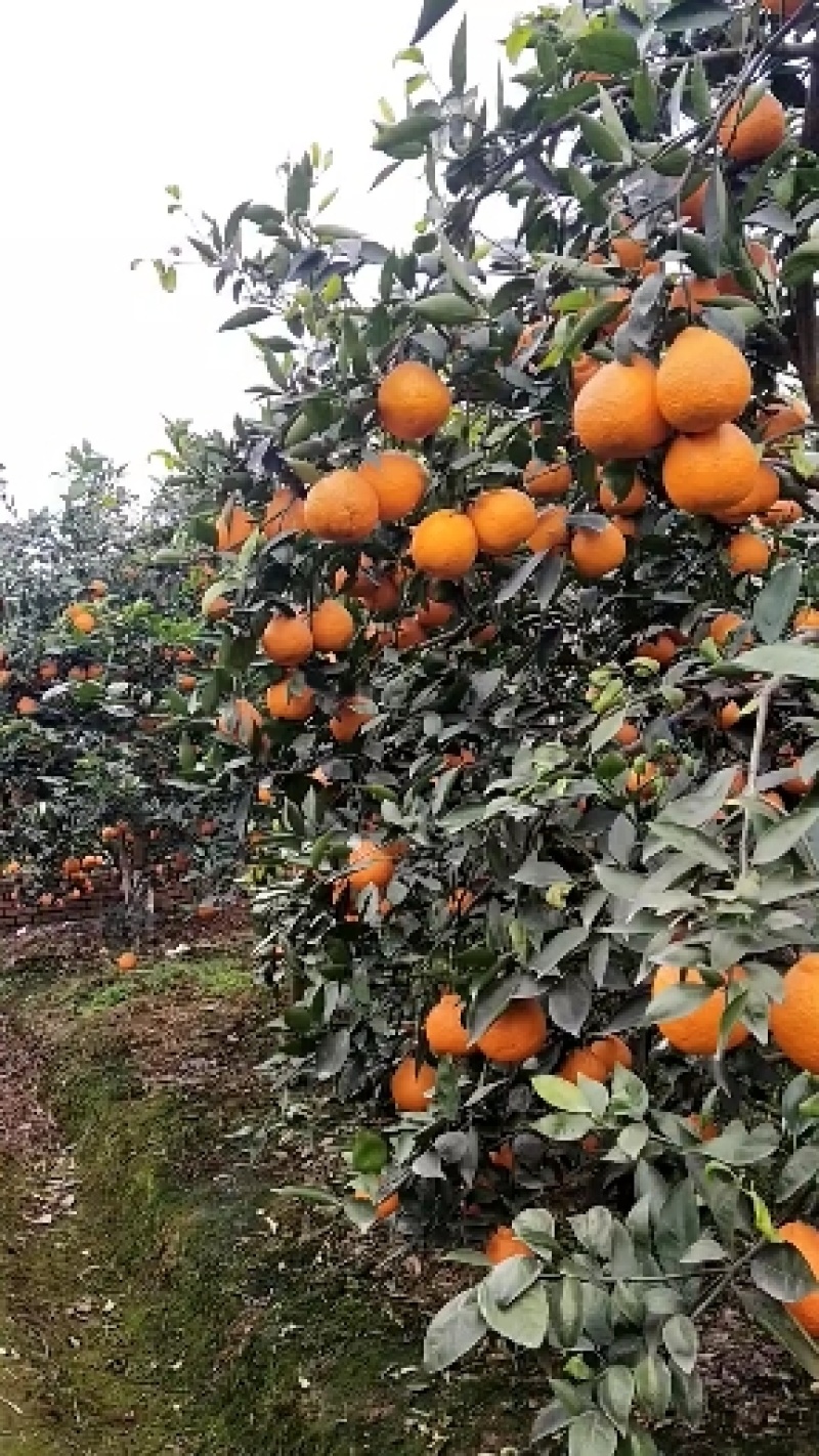四川优质黄果柑，大量上市，货源充足，酸甜可口，好吃不上火