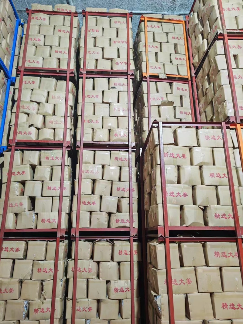 大黄姜大量上市品质保证量大从优产地直发欢迎联系