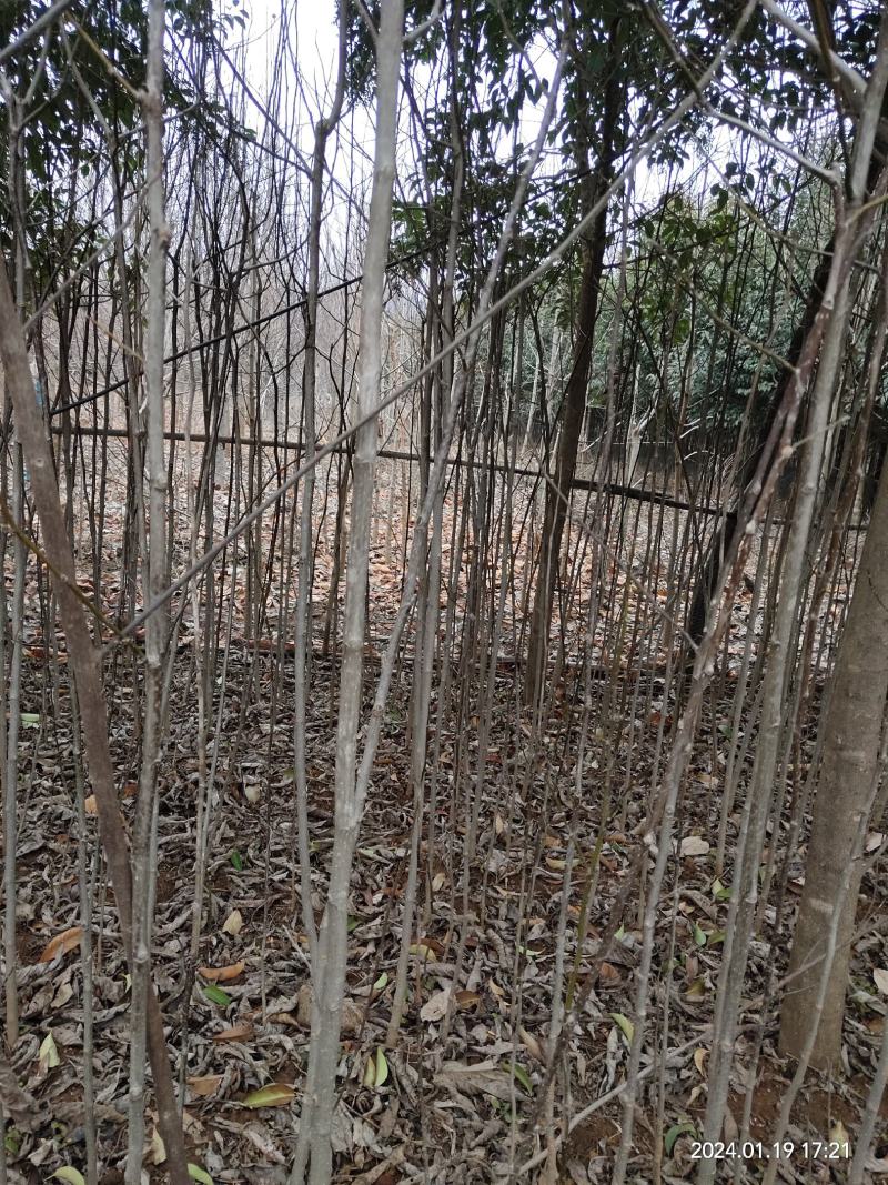 辛夷苗可嫁接玉兰树，辛夷树，含笑都植物，适合各种绿化用苗