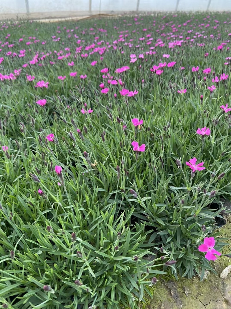 欧石竹