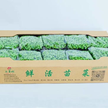 精品黑豆苗鲜活苗菜