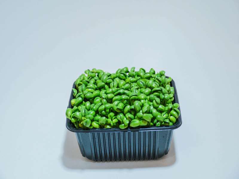 精品黑豆苗鲜活苗菜