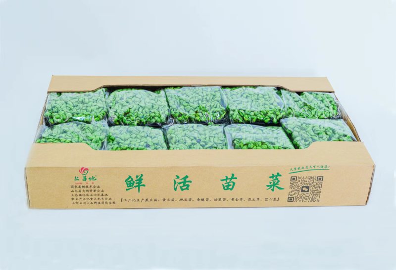精品黑豆苗鲜活苗菜