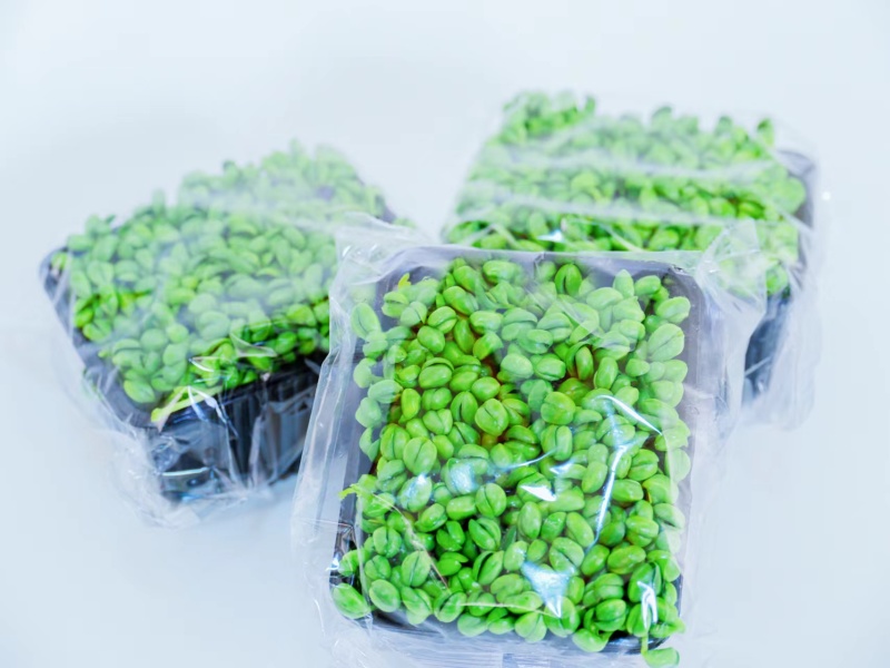 精品黑豆苗鲜活苗菜