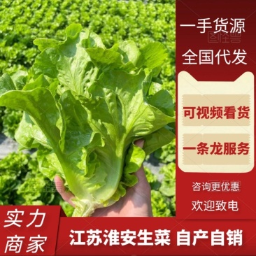 江苏淮安生菜叶菜产地直发货源充足欢迎致电咨询