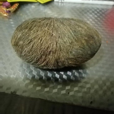 猪宝