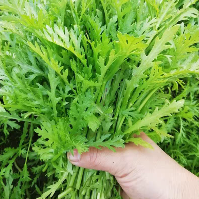 【推荐】江苏茼蒿自产自销货源充足对接商超档口电商团购