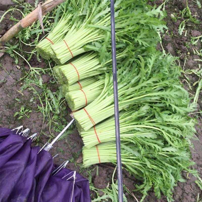 【推荐】江苏茼蒿自产自销货源充足对接商超档口电商团购