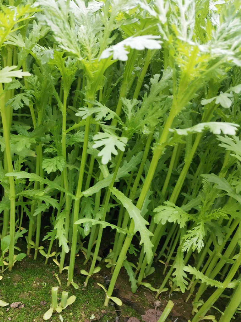 【推荐】江苏茼蒿自产自销货源充足对接商超档口电商团购