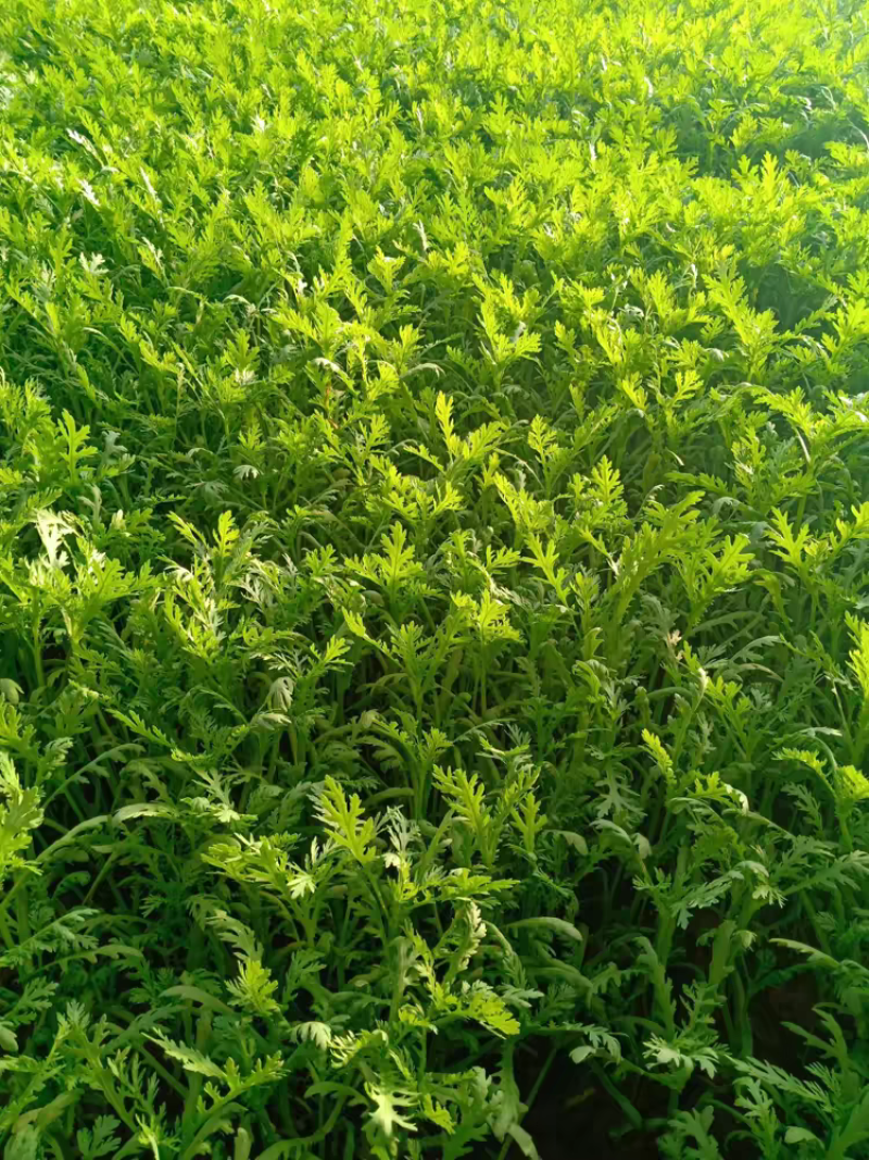 【推荐】江苏茼蒿自产自销货源充足对接商超档口电商团购
