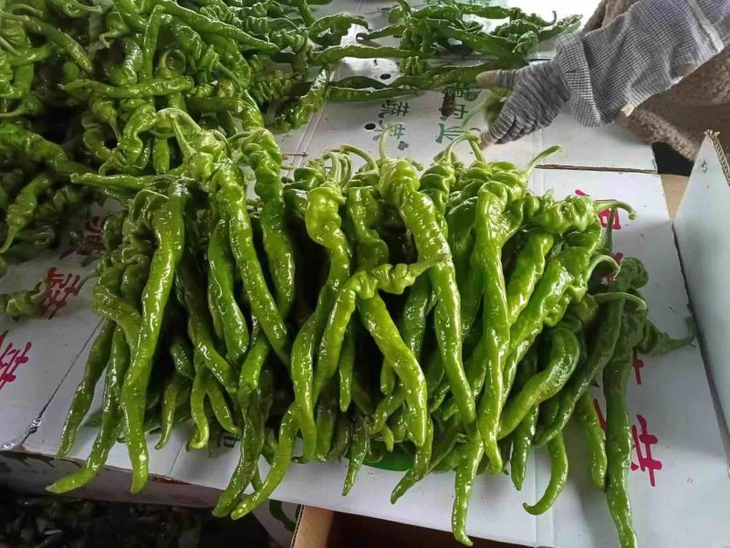 精品螺丝椒大量上市中，鲜辣椒，螺线椒，安顺螺丝椒产地发货