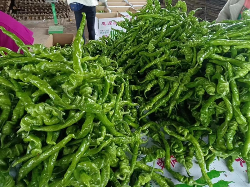精品螺丝椒大量上市中，鲜辣椒，螺线椒，安顺螺丝椒产地发货