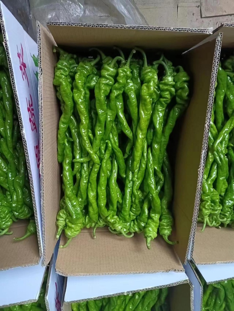 精品螺丝椒大量上市中，鲜辣椒，螺线椒，安顺螺丝椒产地发货