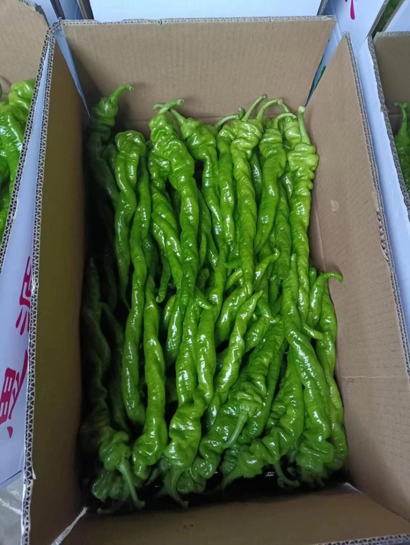 精品螺丝椒大量上市中，鲜辣椒，螺线椒，安顺螺丝椒产地发货