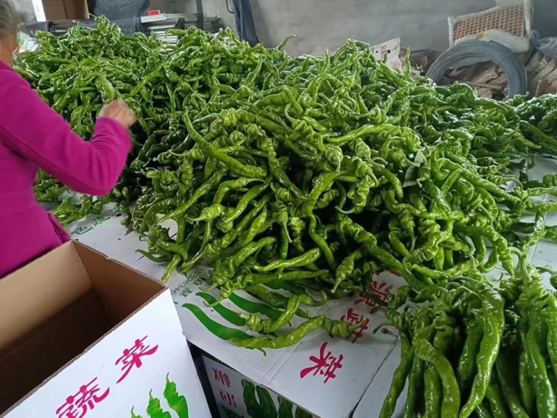 精品螺丝椒大量上市中，鲜辣椒，螺线椒，安顺螺丝椒产地发货