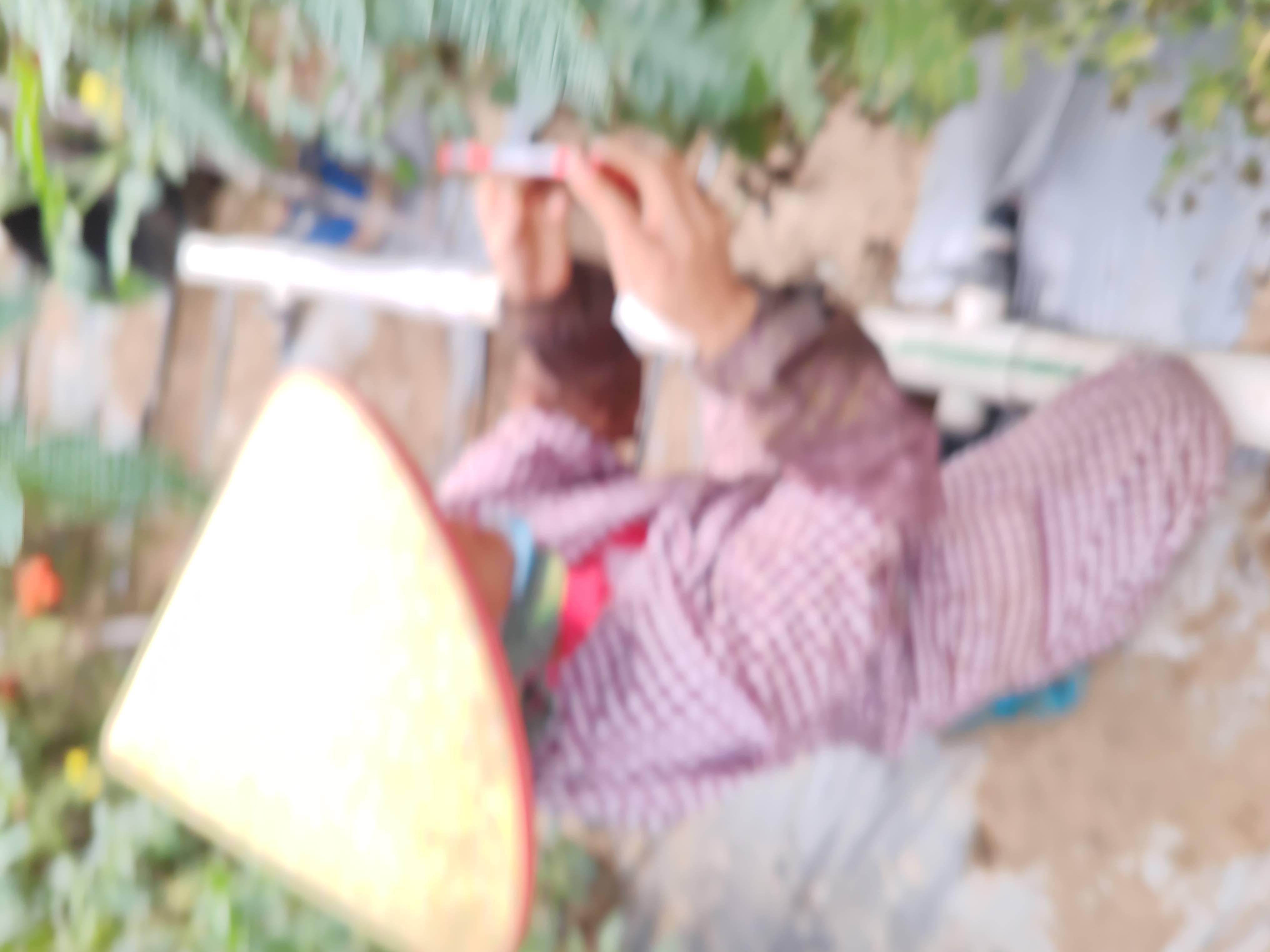 采摘成熟的圣女果