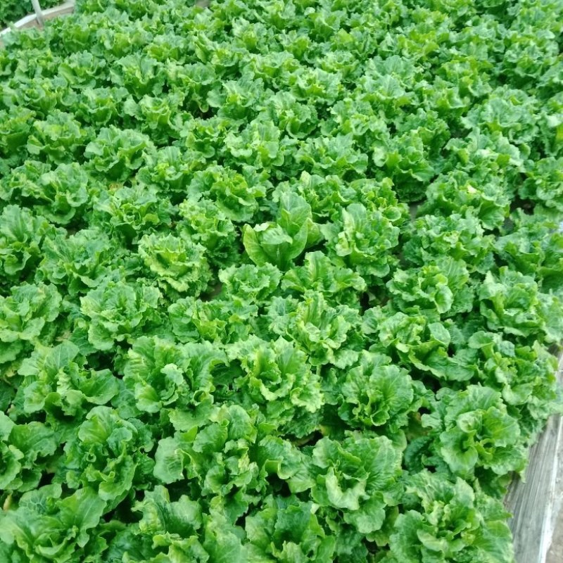 精品意大利生菜，颜色翠绿，棵型好，可以视频看货
