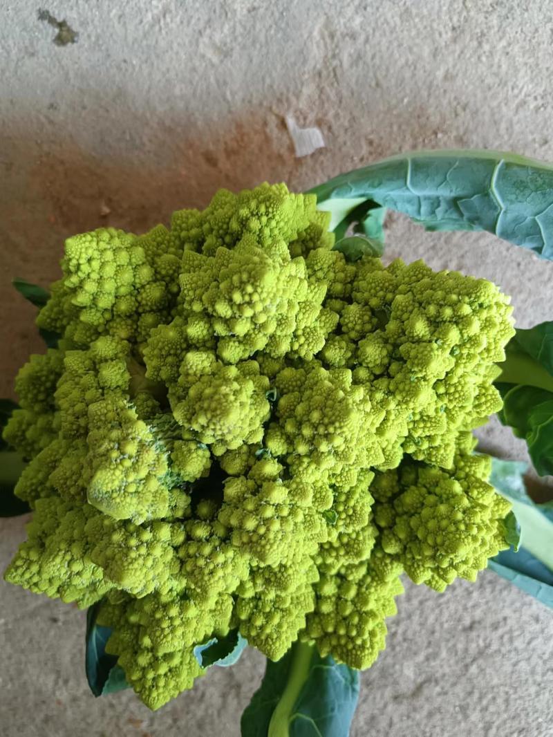 宝塔菜花