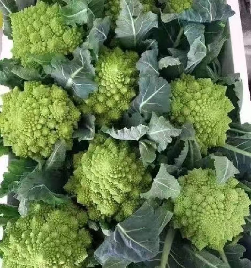 宝塔菜花