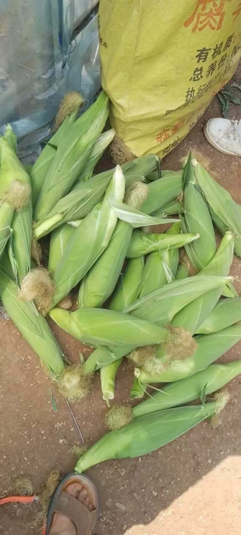 万糯2000精品白糯玉米大量上市，产地一手货源欢迎电联