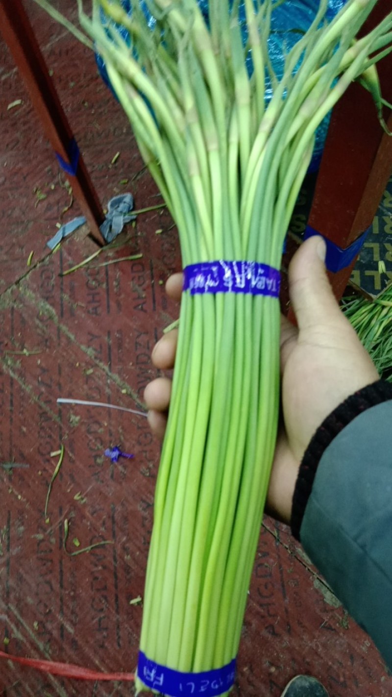 冷库蒜薹