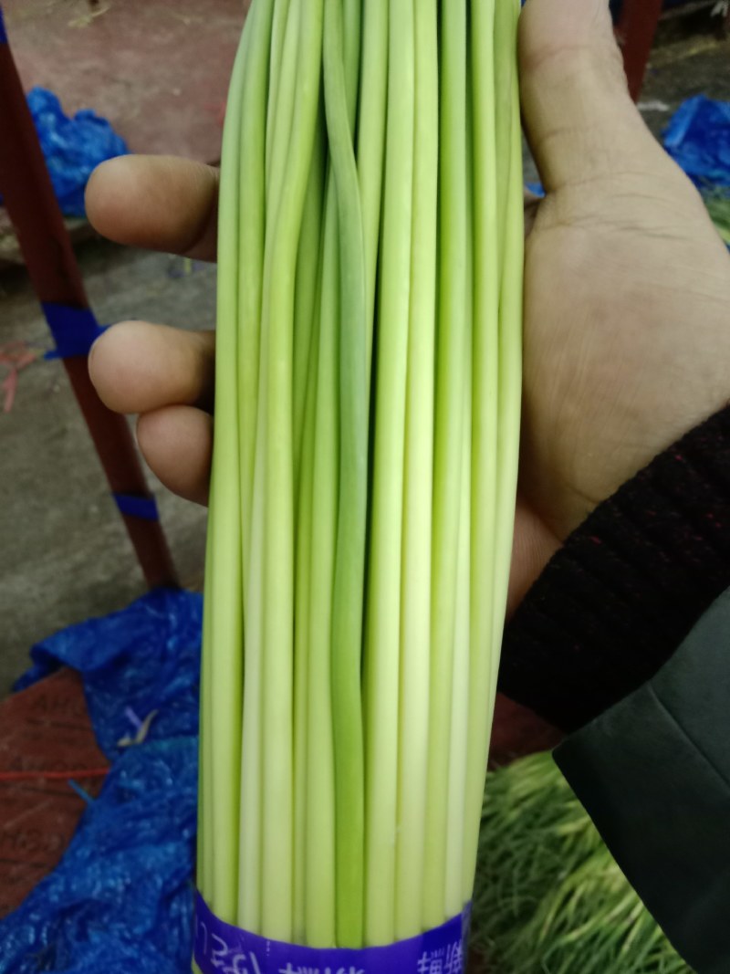冷库蒜薹