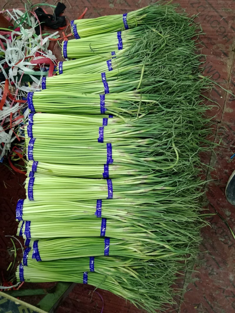 冷库蒜薹