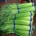 冷库蒜薹