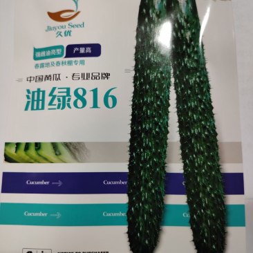 油绿816强雌密刺黄瓜种子油亮油绿型高抗霜霉白粉