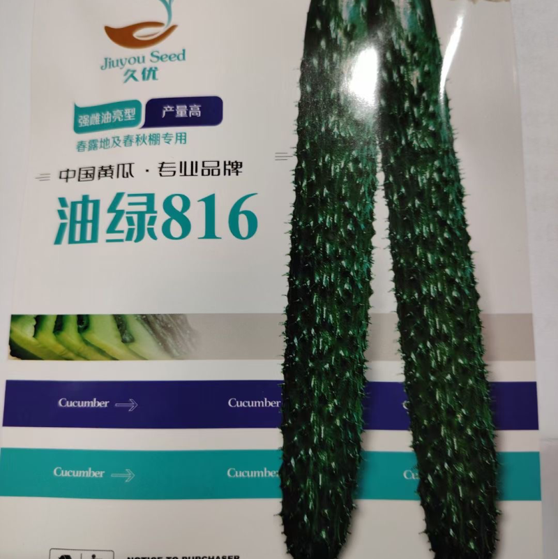 油绿816强雌密刺黄瓜种子油亮油绿型高抗霜霉白粉
