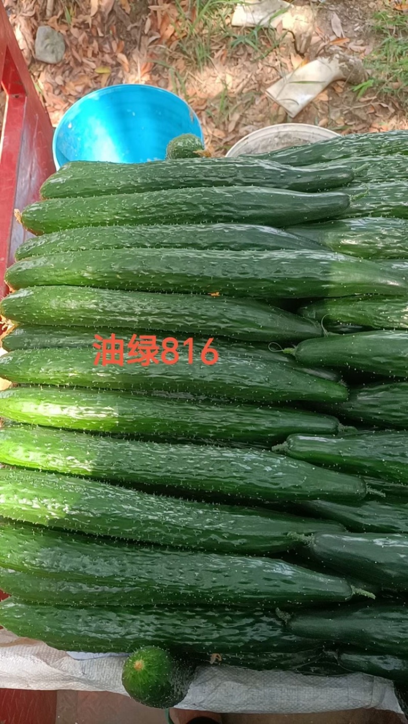 油绿816强雌密刺黄瓜种子油亮油绿型高抗霜霉白粉