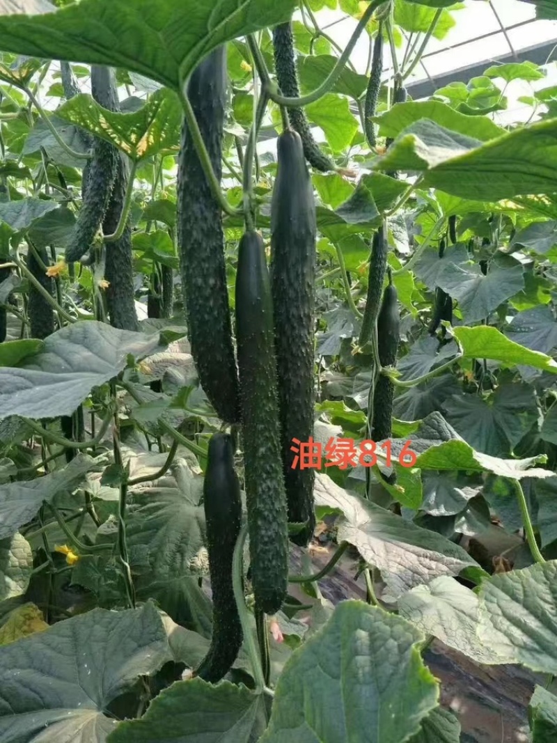 油绿816强雌密刺黄瓜种子油亮油绿型高抗霜霉白粉