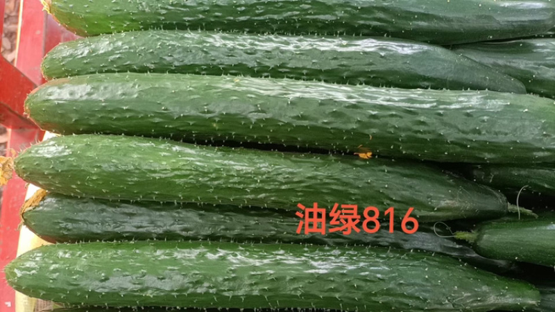 油绿816强雌密刺黄瓜种子油亮油绿型高抗霜霉白粉
