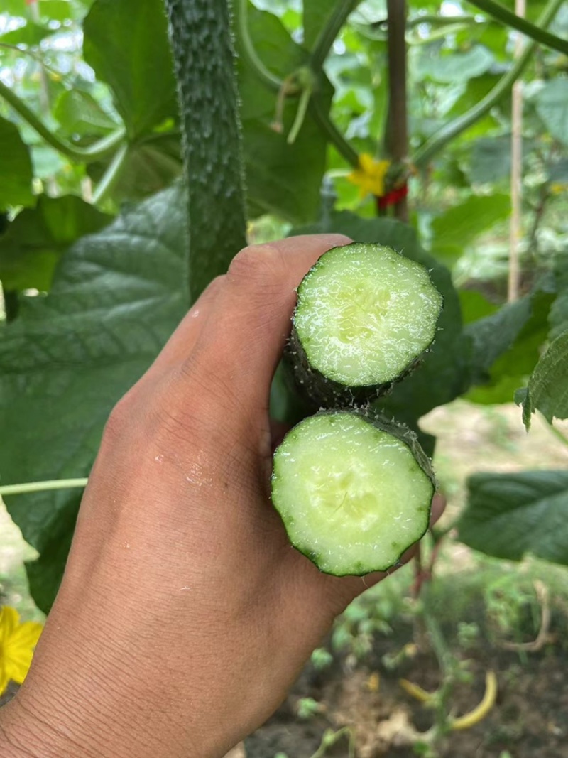 新超越密刺感产早熟耐热品种雌花较密易管理