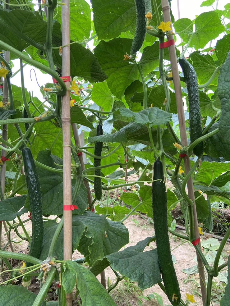 新超越密刺感产早熟耐热品种雌花较密易管理